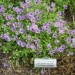 Blue Fall Aster
